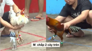 Full clip đá gà trực tiếp CPC5 Thomo ngày 21/05/2026