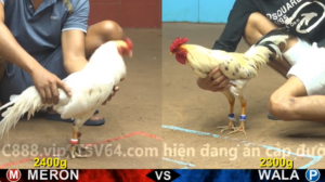 Xem Clip Đá Gà Trực Tiếp CPC4 Thomo 01/05/2026