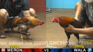 Xem Clip Đá Gà Trực Tiếp CPC4 Thomo 02/05/2026
