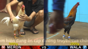Xem Clip Đá Gà Trực Tiếp CPC4 Thomo 03/05/2026