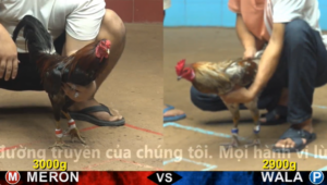 Xem Clip Đá Gà Trực Tiếp CPC4 Thomo 09/05/2026