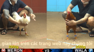 Xem Clip Đá Gà Trực Tiếp CPC4 Thomo 10/05/2026