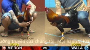 Xem Clip Đá Gà Trực Tiếp CPC4 Thomo 19/05/2026