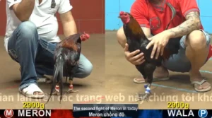 Xem Clip Đá Gà Trực Tiếp CPC4 Thomo 20/05/2026