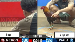 Full clip đá gà trực tiếp CPC2 Thomo ngày 17/08/2026