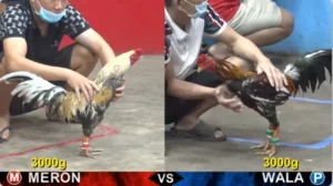 Full clip đá gà trực tiếp CPC5 Thomo ngày 27/08/2026
