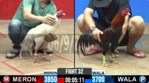 Full clip đá gà trực tiếp CPC2 Thomo ngày 07/09/2026