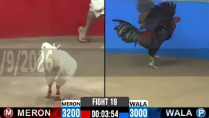 Full clip đá gà trực tiếp CPC2 Thomo ngày 16/09/2026