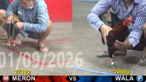 Full clip đá gà trực tiếp CPC5 Thomo ngày 02/09/2026