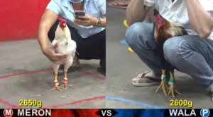 Full clip đá gà trực tiếp CPC5 Thomo ngày 16/09/2026
